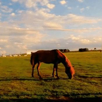 《真三国无双5》独家攻略:揭秘高效刷马与武器技巧! 《真三国无双5》独家攻略:揭秘高效刷马与武器技巧!