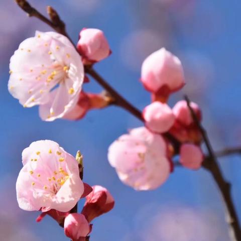 《心之眼》豪华版：揭秘独家内容，解锁视觉盛宴！