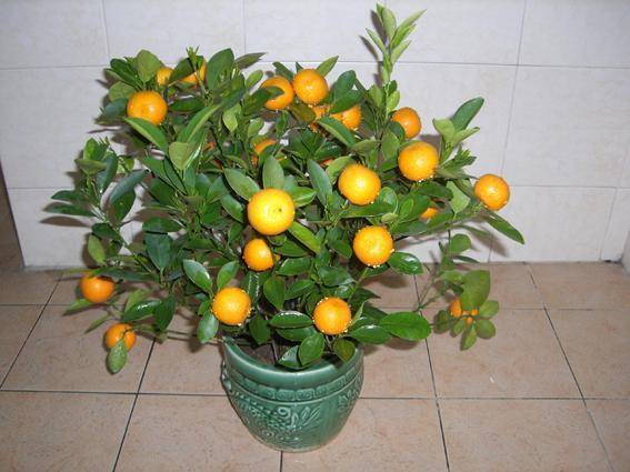 《乌冬旅店金桔盆栽攻略：解锁与获取方法揭秘》