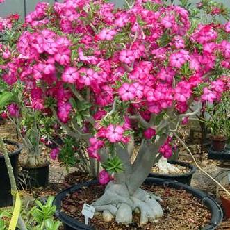 《红色沙漠》2025年11月2日发售:抢先揭秘! 《红色沙漠》2025年11月2日发售:抢先揭秘!