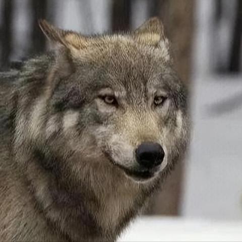 《C罗7.6割连段！《饿狼传说群狼之城》极限操作揭秘》