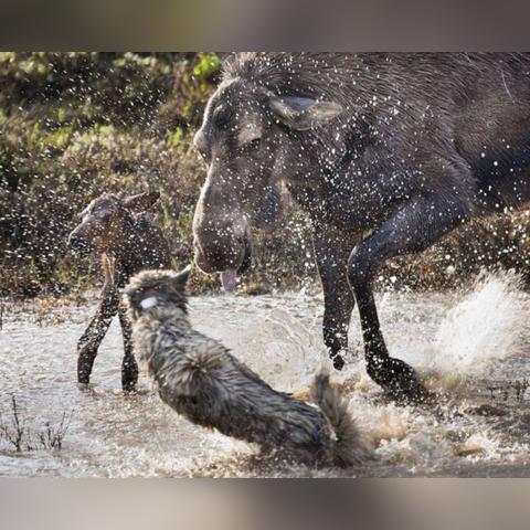 《饿狼传说群狼之城》北京分站精彩瞬间大盘点