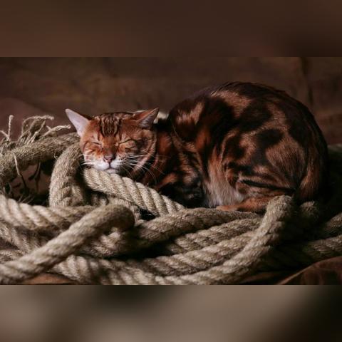 《喵星赛车秘籍：新手必看攻略+车辆数据全解析》