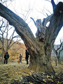 《明末渊虚之羽》尸体树揭秘:探寻神秘古树之谜 《明末渊虚之羽》尸体树揭秘:探寻神秘古树之谜