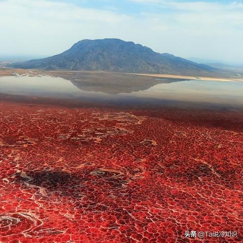 《永不孤单》狐狸DLC攻略：全流程视频解析秘籍