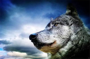 《饿狼传说群狼之城》CG剧情揭秘：群狼争霸，谁主沉浮？