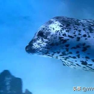 《探索蔚蓝星球：新手必看生存指南》