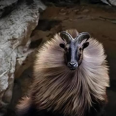 《羊蹄山之魂》坚韧头带攻略:高效获取方法揭秘 《羊蹄山之魂》坚韧头带攻略:高效获取方法揭秘