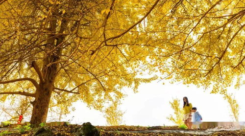 《羊蹄山之魂》银杏之罚攻略：高效获取方法揭秘！