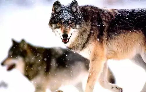 《饿狼传说群狼之城》东丈实力解析：掌握群狼之王的制胜秘诀