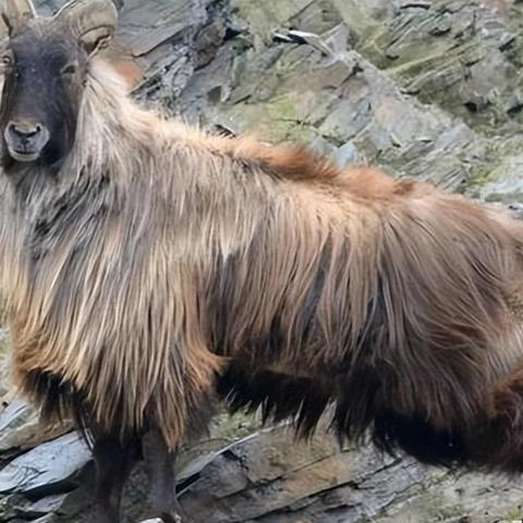 《羊蹄山之魂》武器大全攻略：全武器获取位置解析秘籍