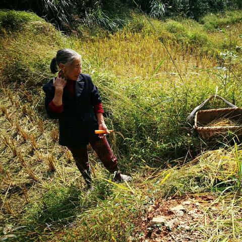 《龙背上的农家》深度评测：沉浸田园生活，体验农耕新乐趣