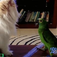 《往左一点》评测:猫患强迫症挑战,体验独特心理博弈 《往左一点》评测:猫患强迫症挑战,体验独特心理博弈