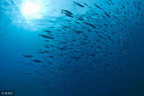 《深海探秘》评测：人类变海洋生物，探秘之旅6.5分好评！