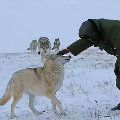 《饿狼传说》群狼之城肯连段攻略：独家技巧助你轻松通关