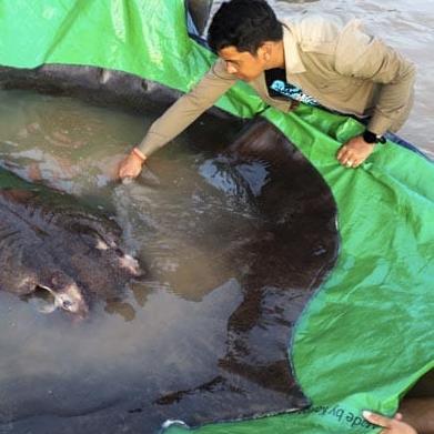 巨鲶攻略：独家应对与捕捉技巧揭秘