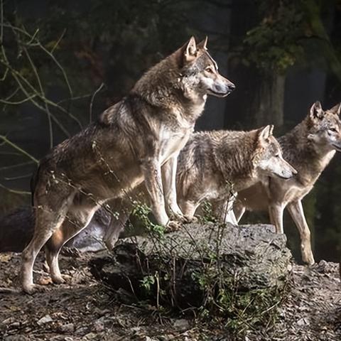 《饿狼传说》SCS2025第八周精彩瞬间盘点,群狼之城战况揭秘! 《饿狼传说》SCS2025第八周精彩瞬间盘点,群狼之城战况揭秘!