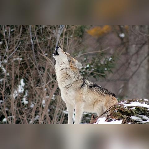 《饿狼传说》SCS2025第四周精彩瞬间盘点,群狼之城战况揭秘! 《饿狼传说》SCS2025第四周精彩瞬间盘点,群狼之城战况揭秘!