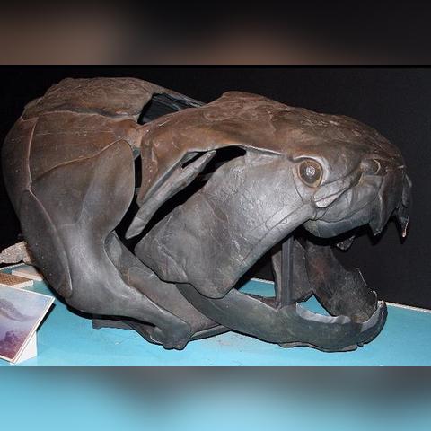 剑星星刃攻略:高效辅助脊椎获取秘籍大揭秘 剑星星刃攻略:高效辅助脊椎获取秘籍大揭秘