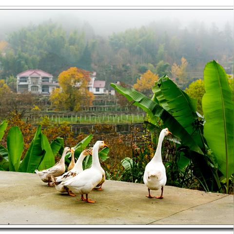 《光与影33号远征队》落叶地攻略：高效全收集秘籍大揭秘