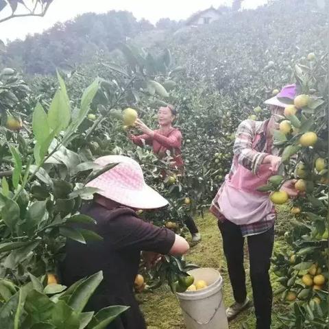 《上古卷轴4重制版》开局必备！揭秘高效赚钱攻略，轻松致富攻略大揭秘