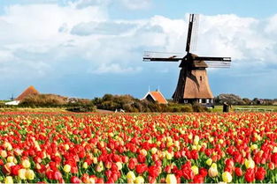 《土豆花绽放废墟间》探寻核心与轻度平衡的艺术魅力