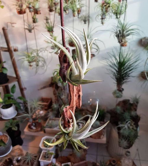 2025最新彩虹岛小草终极种植秘辛大揭秘? 2025最新彩虹岛小草终极种植秘辛大揭秘?