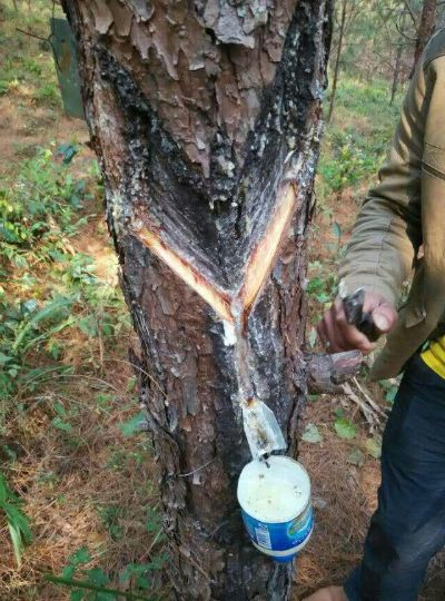 松香油,2026年你还在为它熬通宵?顶级猎手解密高效获取与逆天用法 松香油,2026年你还在为它熬通宵?顶级猎手解密高效获取与逆天用法