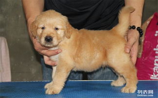 乐高金毛寻回犬幼犬预售开启，萌宠新宠来袭！