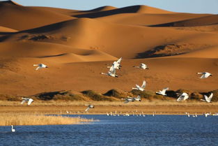 《红色沙漠》内容丰富或成亮点,避免缝合过多成缺陷担忧 《红色沙漠》内容丰富或成亮点,避免缝合过多成缺陷担忧