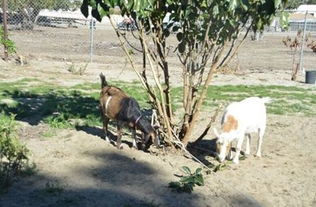 国家公园模拟器:护林员环保之旅,捡拾垃圾拍珍禽 国家公园模拟器:护林员环保之旅,捡拾垃圾拍珍禽