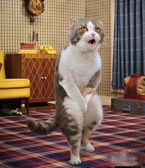 吃菌中毒看见猫咪结婚？揭秘这种现实版RPG与生存保命攻略