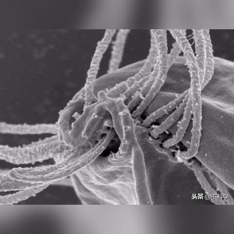 真菌世界秘籍全解析，无限DNA与基因突变实战攻略