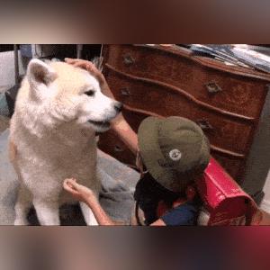 2026年QQ农场刷狗粮实战，如何零成本快速囤积狗粮？