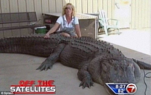 玩家必看,鳄鱼标本类型全解析,如何低成本入手极品? 玩家必看,鳄鱼标本类型全解析,如何低成本入手极品?