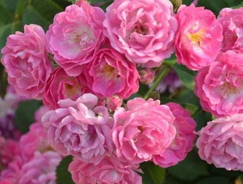 芙宁娜突破材料去哪刷？2025最新始海之螺与蔷薇囤货指南