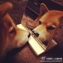 意想不到的忍者神龟恶搞作,超级蒙多巨型杂种犬 意想不到的忍者神龟恶搞作,超级蒙多巨型杂种犬