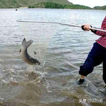 动森钓鱼不再空军!教你一眼识别鱼影大小与稀有鱼捕捉时机 动森钓鱼不再空军!教你一眼识别鱼影大小与稀有鱼捕捉时机