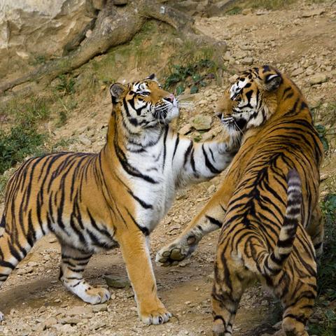 游客遭老虎袭击类型全解析,猛兽攻击机制与极限生存 游客遭老虎袭击类型全解析,猛兽攻击机制与极限生存