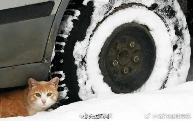 暴雪在最新热修中向“喷气背包猫”开刀,治理其恐怖统治 暴雪在最新热修中向“喷气背包猫”开刀,治理其恐怖统治