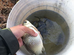 三角洲行动阿萨拉生态传说，鲤鱼全图点位速览