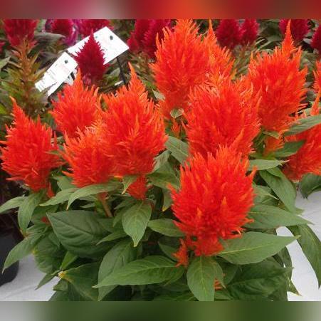 别让火把僵尸烧穿防线！燃烧僵尸终极防守指南