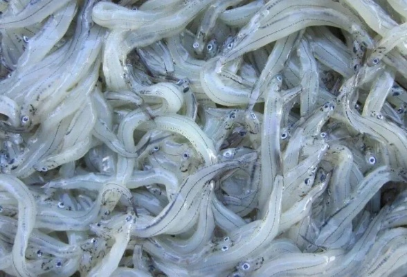 白肌银鱼哪里多？2026年暴利捕捞路线与隐藏刷新点详解