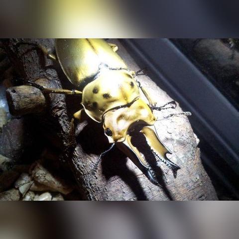 黄金鬼锹价格暴涨?揭秘2025年繁殖与选育核心门道 黄金鬼锹价格暴涨?揭秘2025年繁殖与选育核心门道