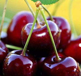 智利车厘子跌至香蕉价？2026年1月智利华人抢购全攻略