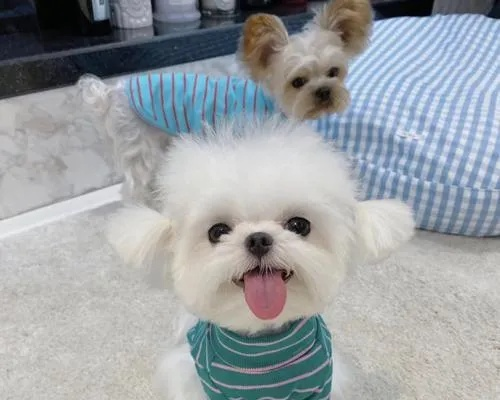 俊介真的是泰迪？深扒萌系马尔济斯的高阶养成术