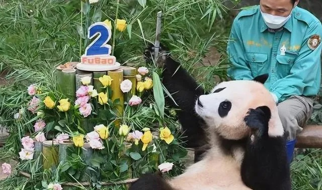 黄晓明喊话丫丫归国，大熊猫回家全攻略与粉丝应援指南