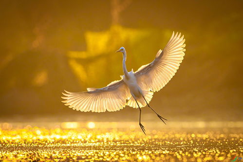 如何像鸟一样滑翔？Tiny Wings玩法精髓与同类佳作推荐