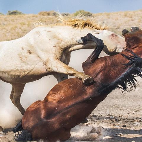 红色沙漠玩家需求，能否扑倒与殴打女性角色？