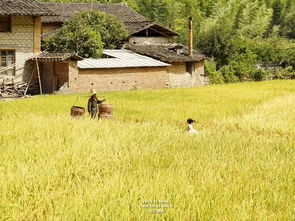 梦回稻香最强布局,别再乱种地,这套躺赢攻略收益翻倍 梦回稻香最强布局,别再乱种地,这套躺赢攻略收益翻倍
